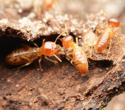 DIY-Termite-Treatments