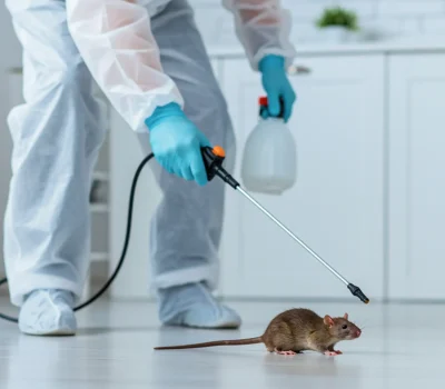 Rodent-control-services-scaled