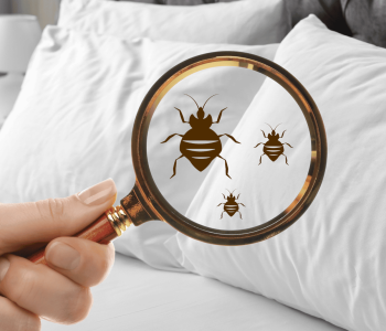 bannerd0ec2fbe-594d-4b90-bc57-58526d2afdc7