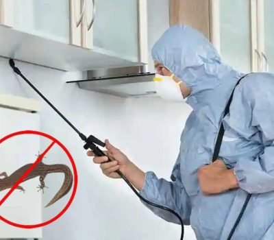 lizard-control-services